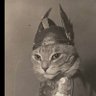 Contrarian Cat Investor profil fotoğrafı