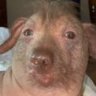 CreatureAutismo profil fotoğrafı