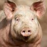 ๐ฌ๐งAllan Hugh Akbar๐ฌ๐ง's profile picture