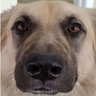 sol.gene's profile picture