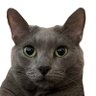 캣츠파파 profil fotoğrafı