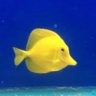 Squatfish 的头像