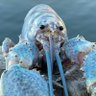 Фото профиля Blue Lobster