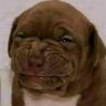 Profilbild von Perrito-Cuajao🐶