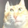 ねっこ's profile picture