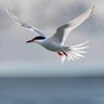flyingbird's profile picture