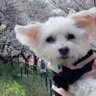 ちぃちゃん🌻🌈とミウちゃん🌸のママ profil fotoğrafı