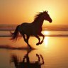 Akhal Teke profil fotoğrafı