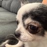 Profilbild von 犬野最中(いぬのもなか)