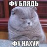 Гадя Петрович's profile picture