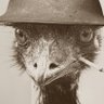 Profilbild von brozachino🇦🇺
