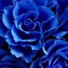 💙مـشآعـرّ💙🎻🌿 profil fotoğrafı