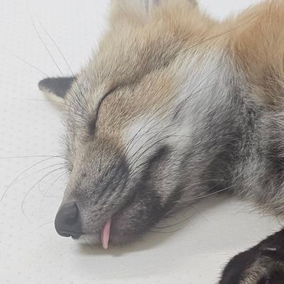we_with_fox's profile picture