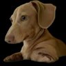 Profilbild von RAF