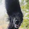 Kugangles's profile picture
