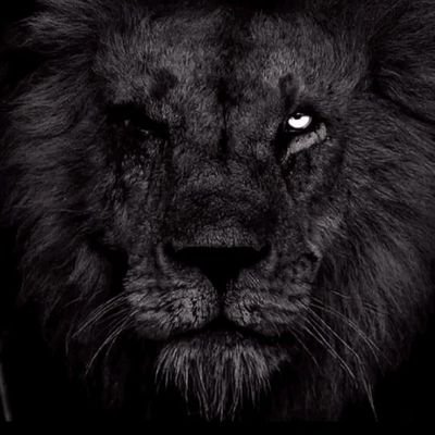 TÜRK MİLLİYETÇİSİ's profile picture