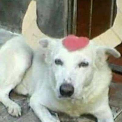 Boi Garantide's profile picture