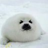 Фото профиля BabySeal 0 w 0