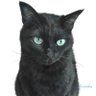 KuronekoDae profil fotoğrafı