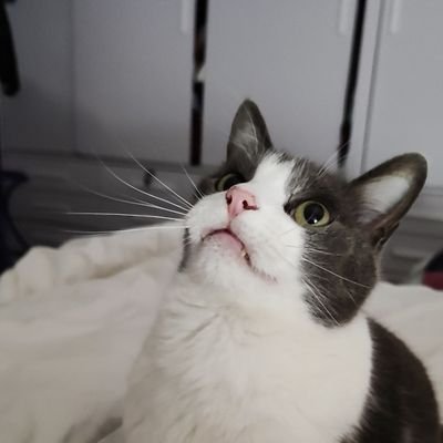 FelipeAbal's profile picture