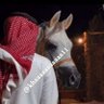 خاااااااالد's profile picture