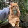 Tatanggila's profile picture
