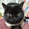 Profilbild von kmj0812🐱