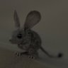 #1 desert mouse fanatic 的头像