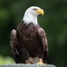 fvelements's profile picture