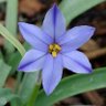Ipheion peregrinans profil fotoğrafı