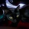 brooke (they ✮) profil fotoğrafı