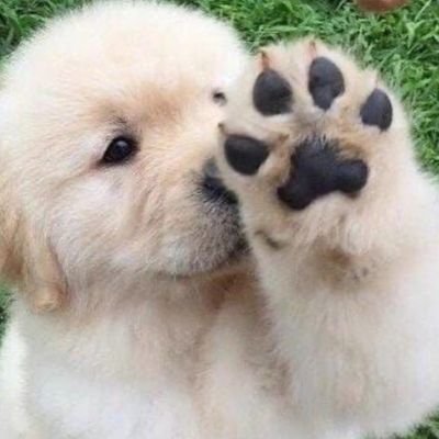 🕊️ Mairy 🐕🐾's profile picture