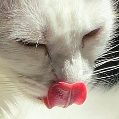 Koola's profile picture