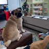 Hank The Pyro Pug's profile picture