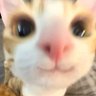 sude's profile picture