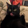pussycat profil fotoğrafı