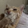 Bozo rebolou lentinho profil fotoğrafı