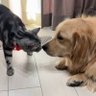 Фото профиля 隊長とニーナ🐾