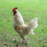 ささみ profil fotoğrafı