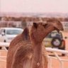 رفيق الدرب 的头像