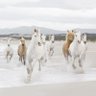 HorseStableGenius profil fotoğrafı