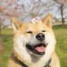 Profilbild von 等人(互关100%^_^)