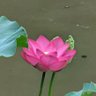 根の深い木🌳 profil fotoğrafı