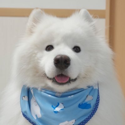 サモエドのダッツ's profile picture