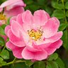 Profilbild von rosa mosqueta