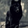 Profilbild von Black Wolf 😎😈🤖