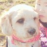 Profilbild von ゆり_pon🐶🎤🐧