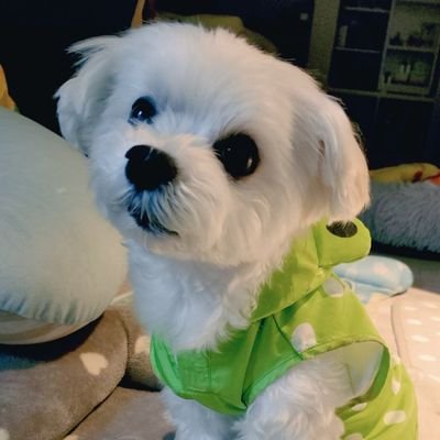 にこまる's profile picture