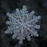 Profilbild von The Whispers of a Snowflake