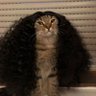 Gato Cucurella's profile picture